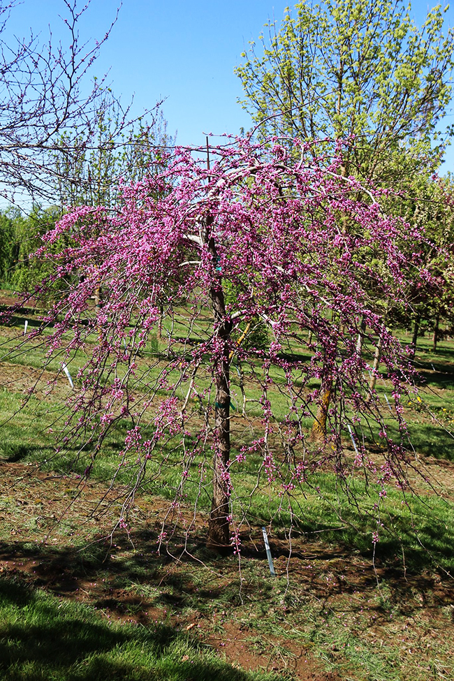 Cascading Hearts Redbud Tree For Sale Online | The Tree Center