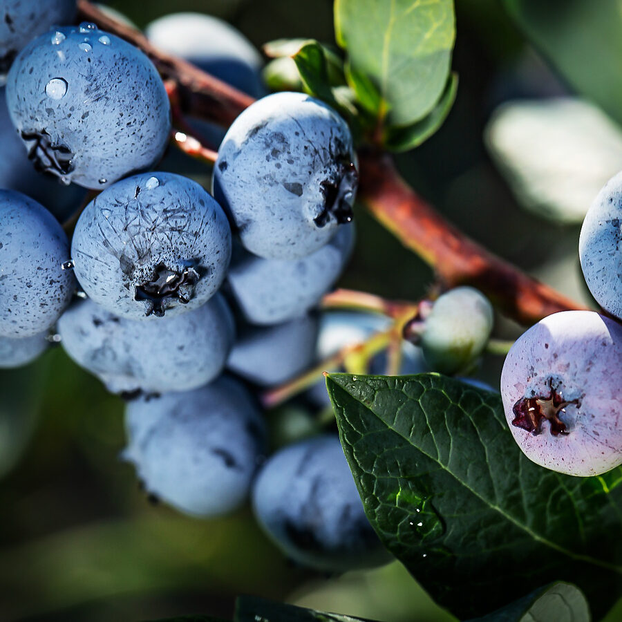 Chippewa Blueberry For Sale Online The Tree Center