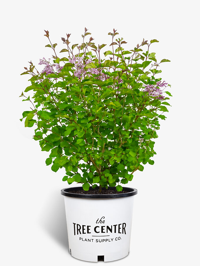 Lilac Bushes For Sale Buy Lilacs Online The Tree Center