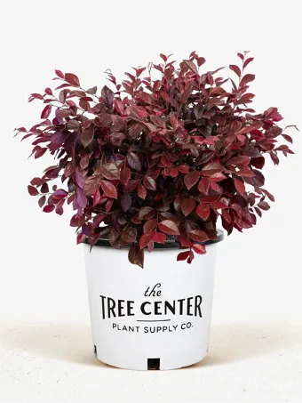 Crimson Fire™ Loropetalum