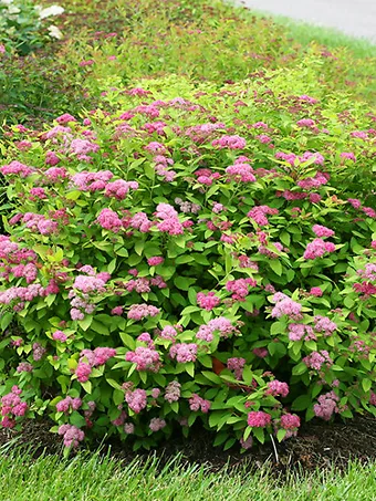 Double Play™ Big Bang Spirea