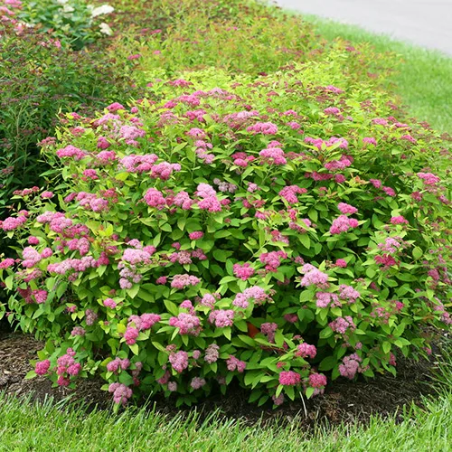 Play™ Big Bang Spirea For Sale Online | The Tree Center