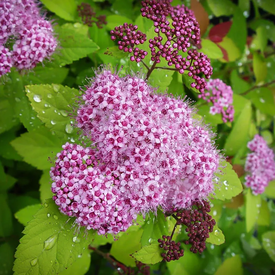 Play™ Big Bang Spirea For Sale Online | The Tree Center