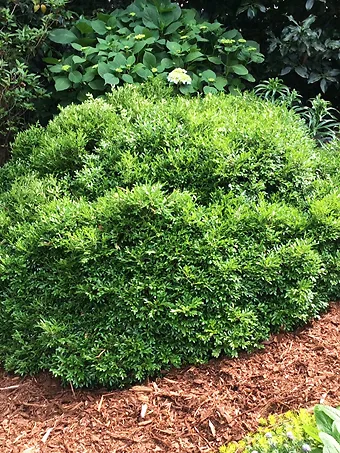 Emerald Knoll Korean Boxwood