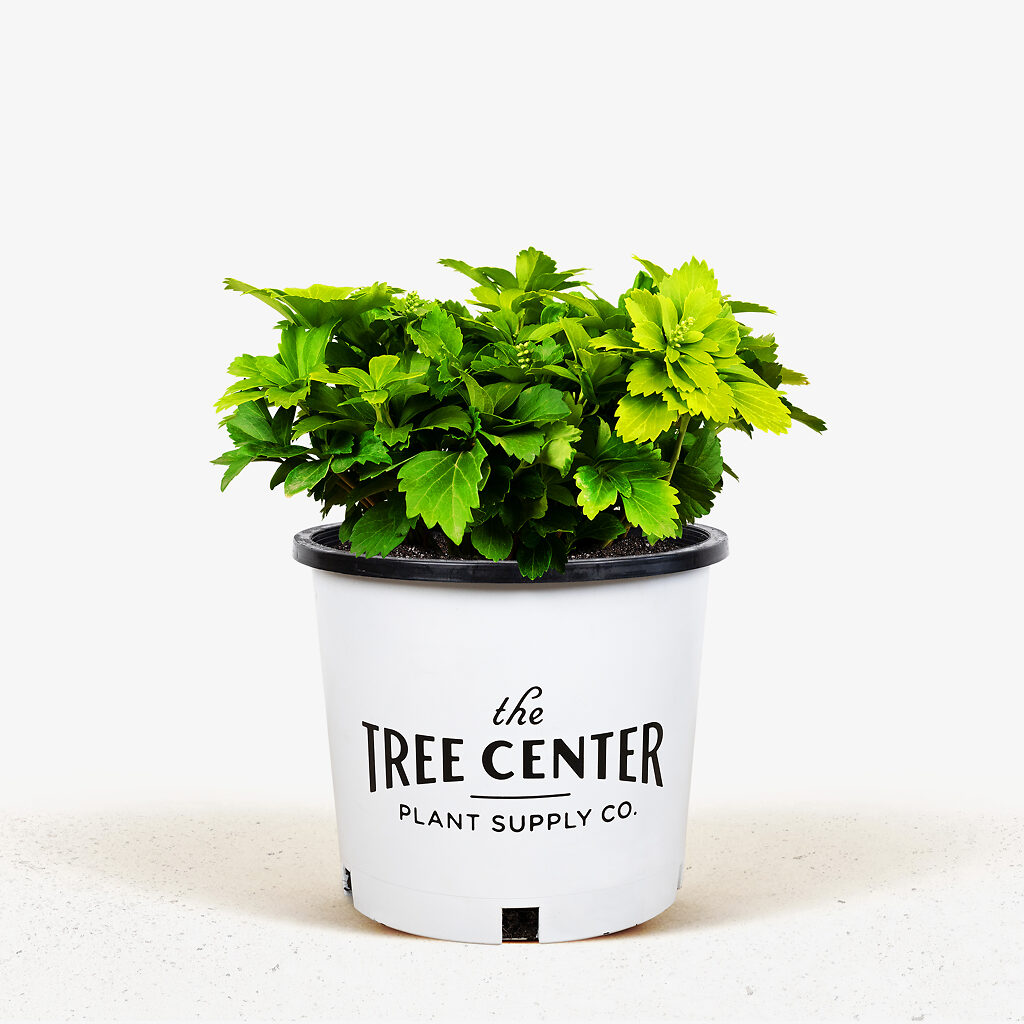 Green Pachysandra For Sale Online The Tree Center