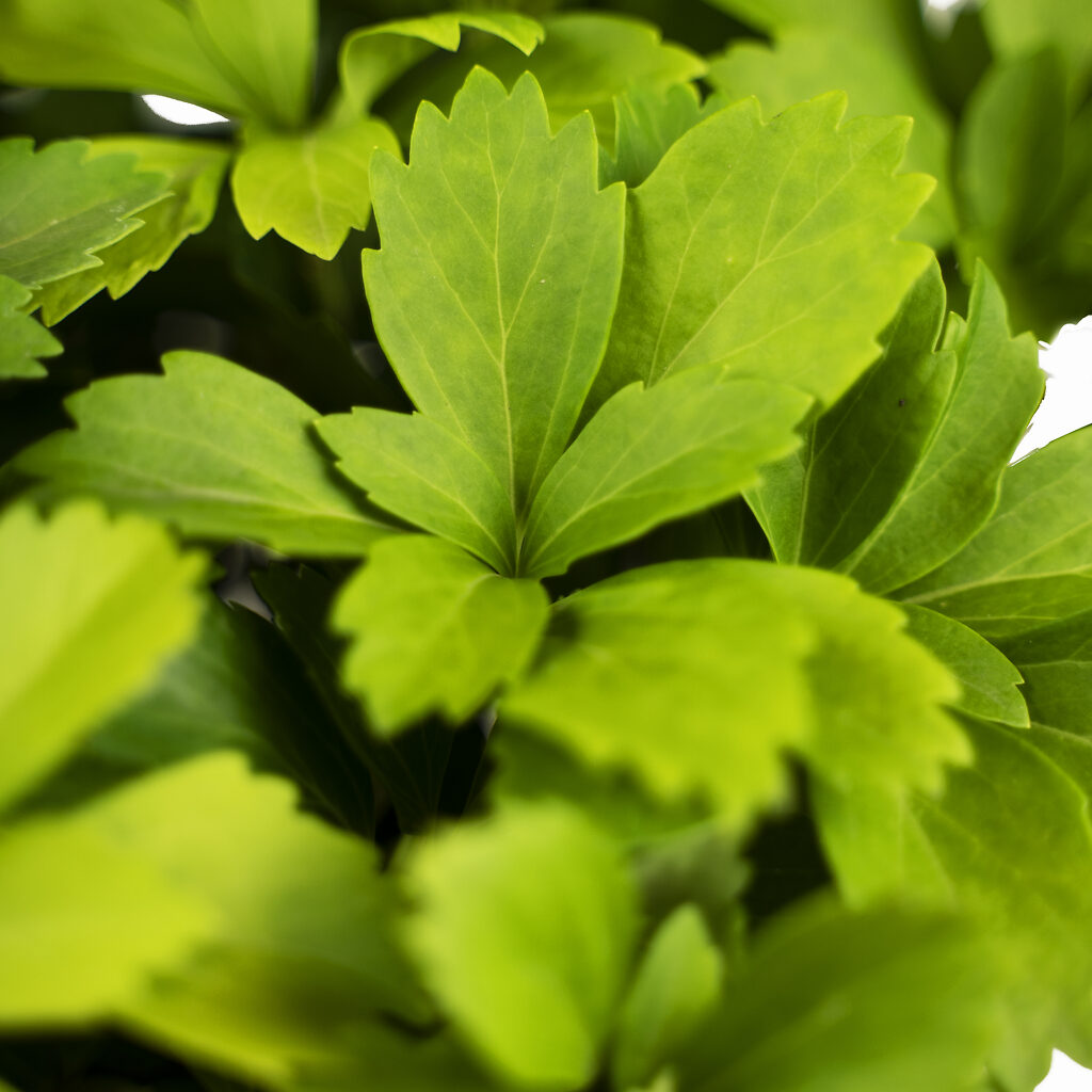 Green Pachysandra For Sale Online The Tree Center