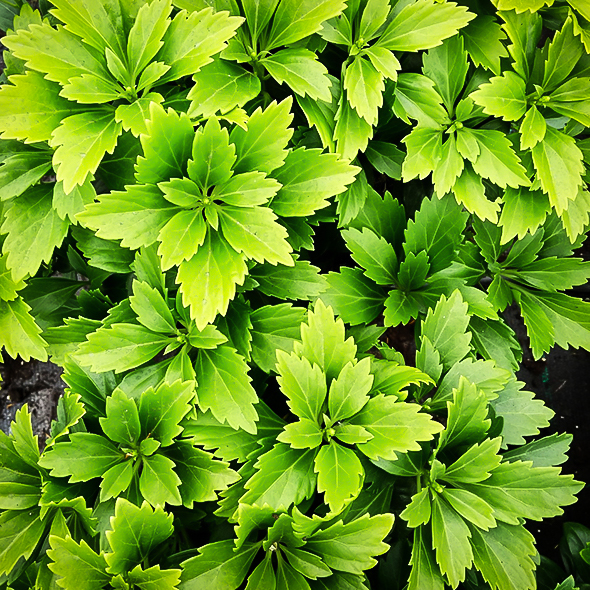 Green Pachysandra For Sale Online The Tree Center