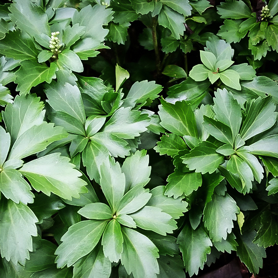 Green Pachysandra For Sale Online The Tree Center