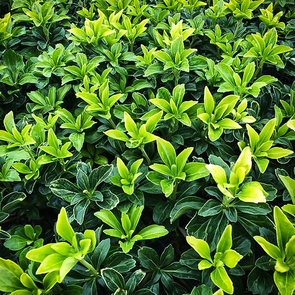 Green Pachysandra For Sale Online The Tree Center