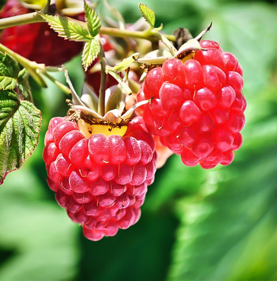 Heritage Raspberry For Sale Online The Tree Center
