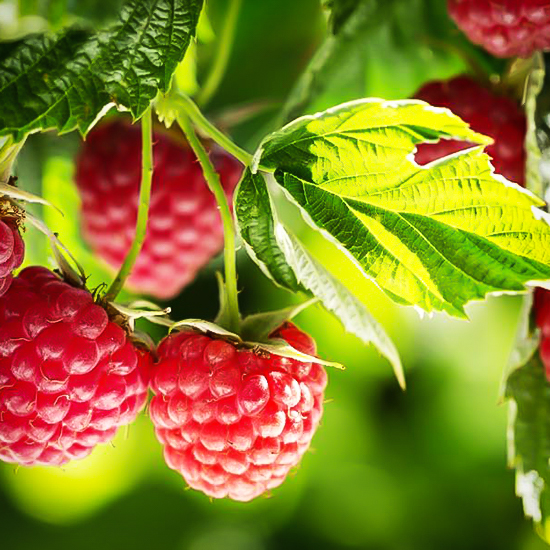 Heritage Raspberry For Sale Online The Tree Center