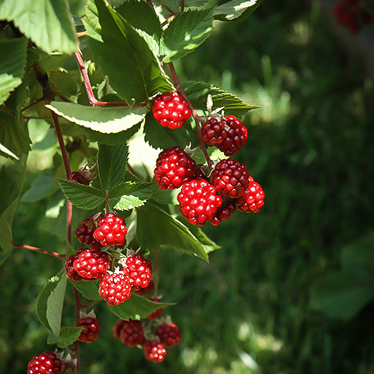 Heritage Raspberry For Sale Online The Tree Center Heritage Raspberry For Sale Online The Tree Center