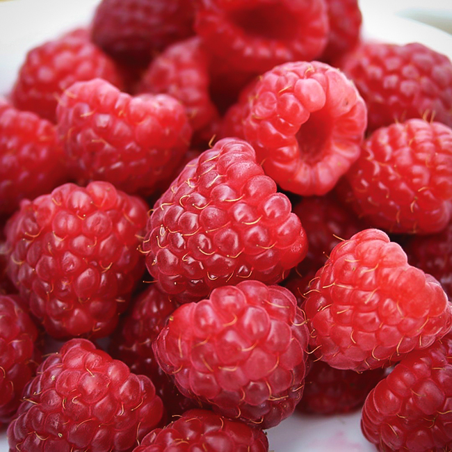 Heritage Raspberry For Sale Online The Tree Center