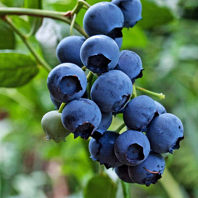 Jersey Blueberry For Sale Online The Tree Center