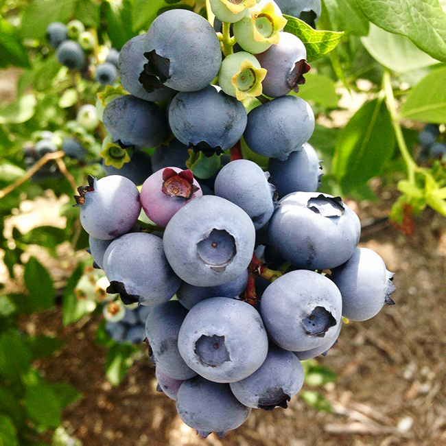 Jersey Blueberry For Sale Online The Tree Center