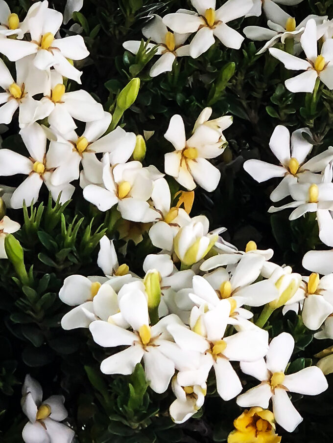 Buy Gardenias Order Gardenia Shrubs Online The Tree Center