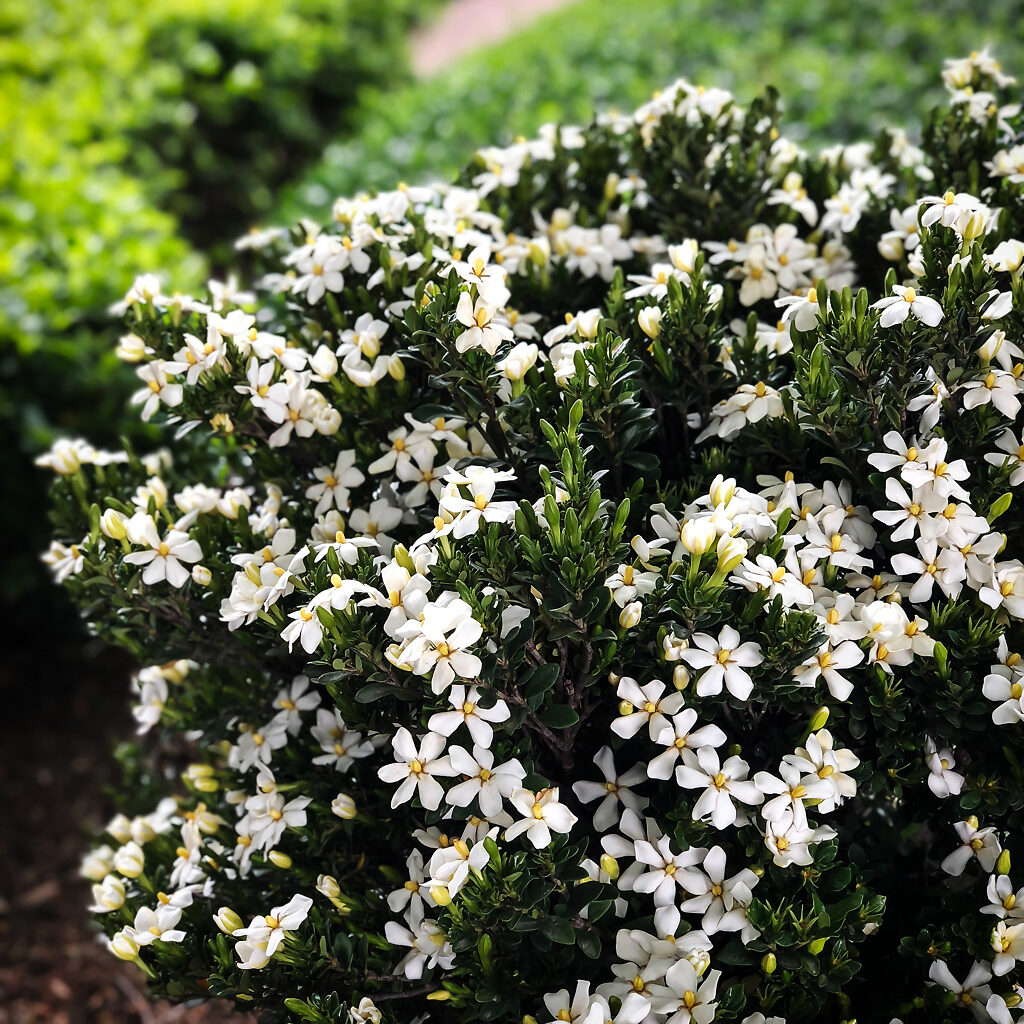 Little Daisy™ Gardenia For Sale Online The Tree Center
