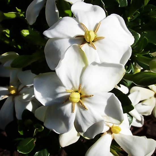 Little Daisy™ Gardenia For Sale Online The Tree Center