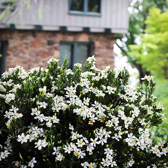 Little Daisy™ Gardenia For Sale Online The Tree Center