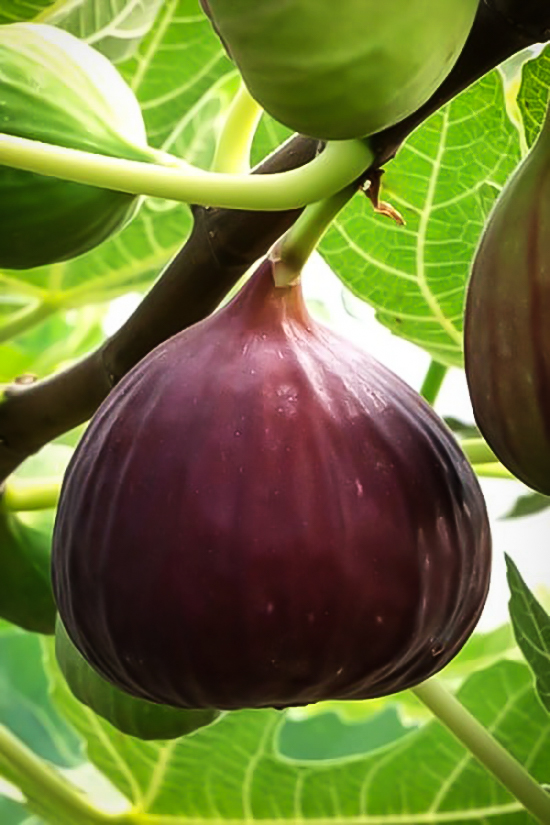 Little miss figgy dwarf fig for sale online the tree center