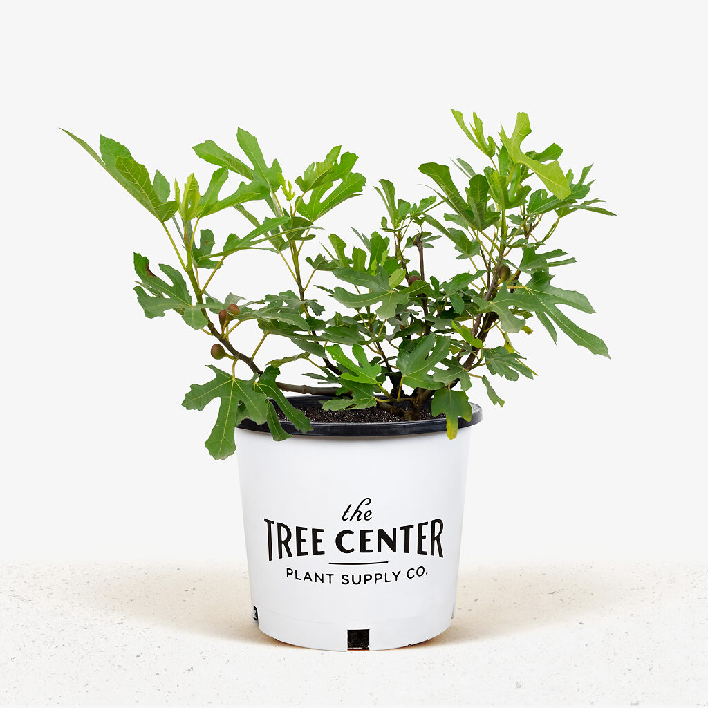 Little miss figgy dwarf fig for sale online the tree center