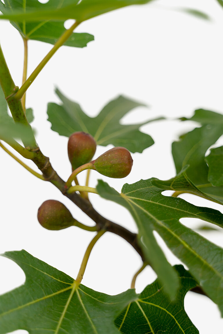 Little miss figgy dwarf fig for sale online the tree center