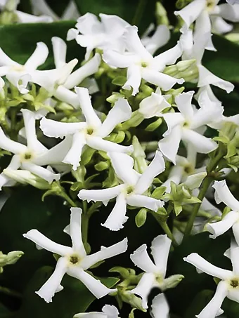 Madison Star Cold-Hardy Jasmine