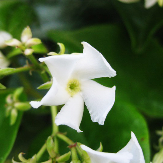 Madison Star ColdHardy Jasmine For Sale Online The Tree Center