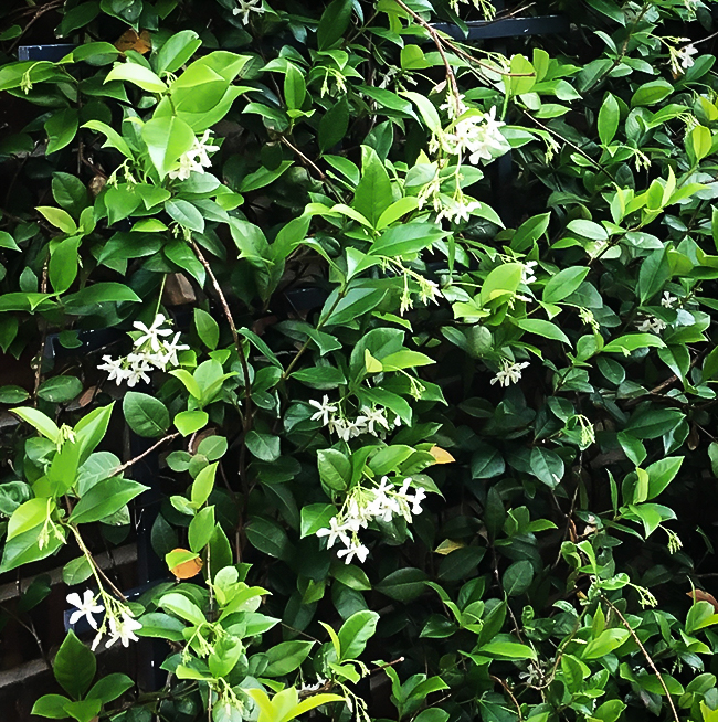 Madison Star ColdHardy Jasmine For Sale Online The Tree Center