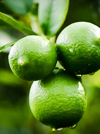 Mexican Lime Bush