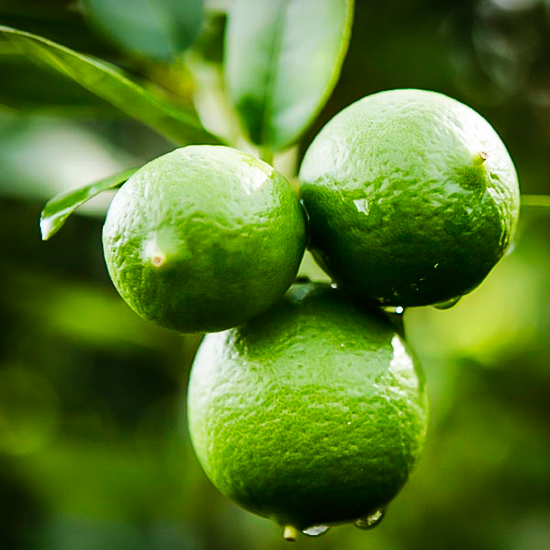 Mexican Lime Bush For Sale Online The Tree Center