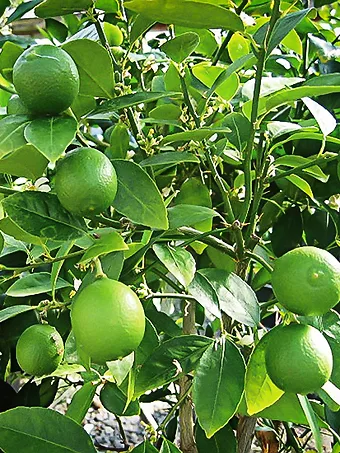 Mexican Lime Tree