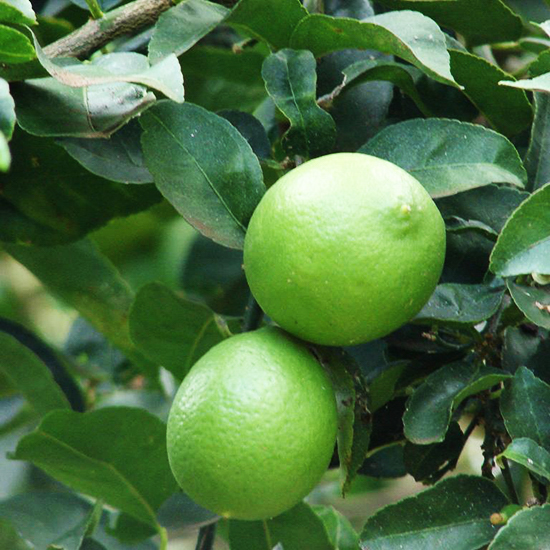 Mexican lime tree fruit is hard