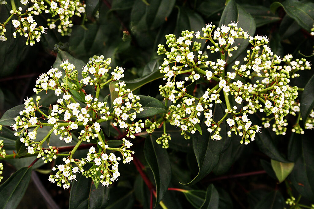 Moonlit Lace Viburnum For Sale Online The Tree Center