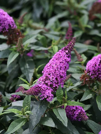 Pugster® Periwinkle Butterfly Bush