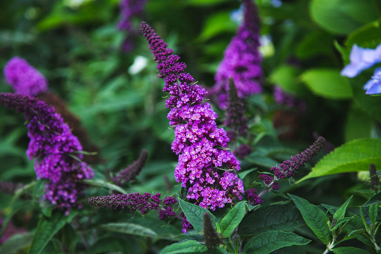Pugster® Periwinkle Butterfly Bush For Sale Online The Tree Center