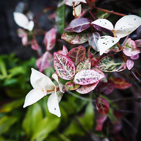 Snow-N-Summer Asiatic Jasmine For Sale Online | The Tree Center