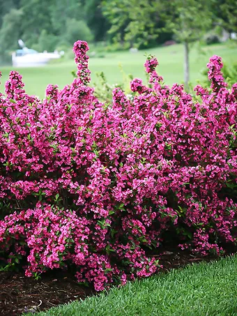 Sonic Bloom® Red Weigela