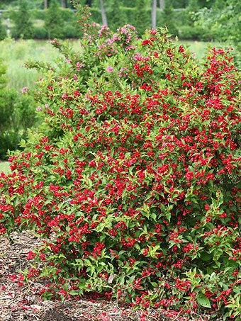 Sonic Bloom® Red Weigela