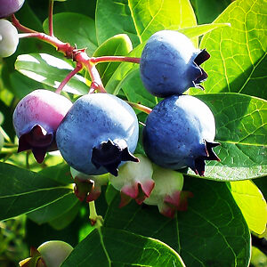 Sunshine Blue Blueberry Bush For Sale Online | The Tree Center