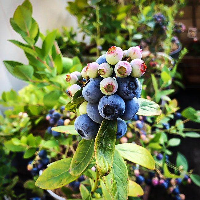 Sunshine Blue Blueberry Bush For Sale Online The Tree Center