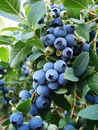 Sunshine Blue Blueberry Bush