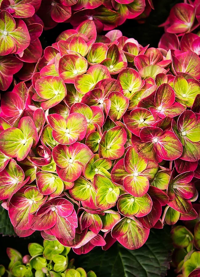 Image of Tilt-A-Swirl hydrangea in full bloom