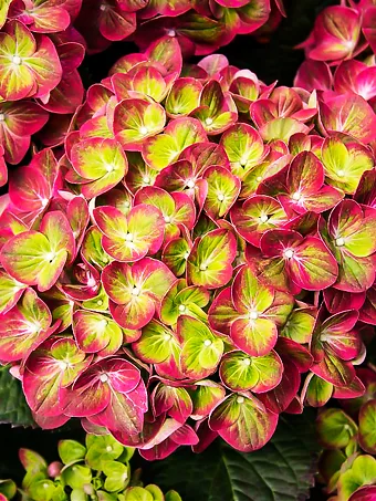 Tilt-A-Swirl Hydrangea