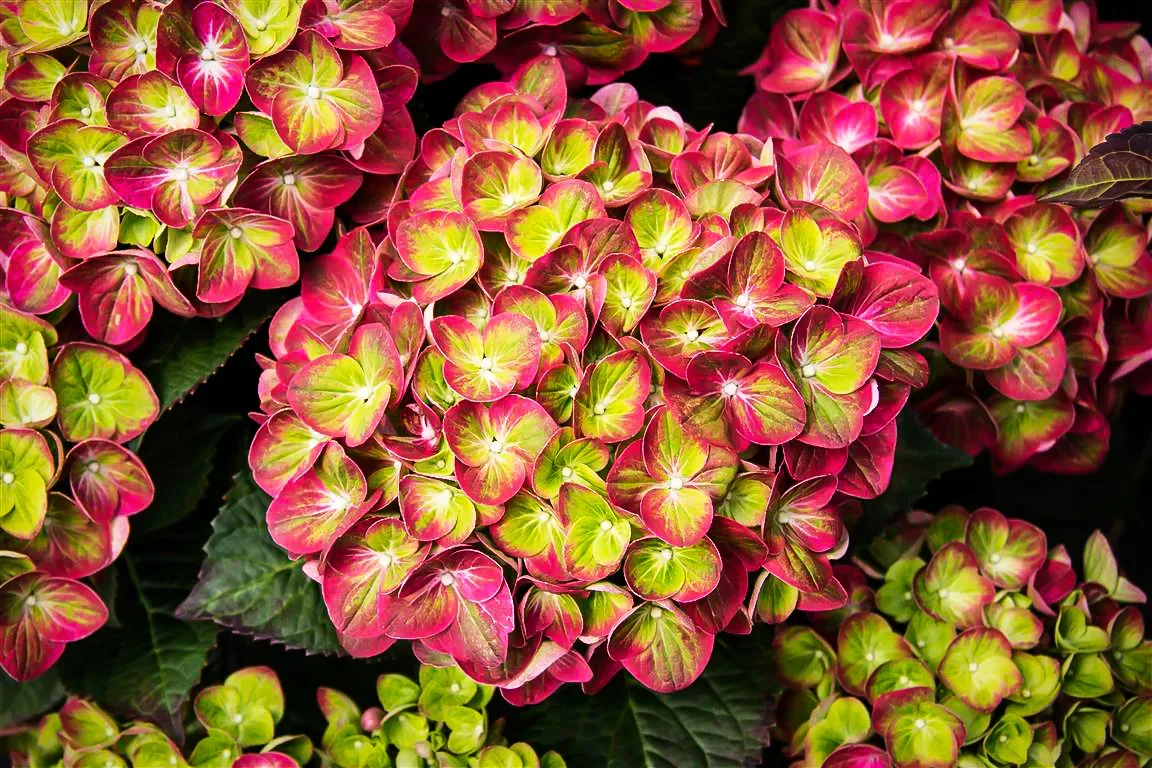 Image of Tilt-A-Swirl Hydrangea bush in garden