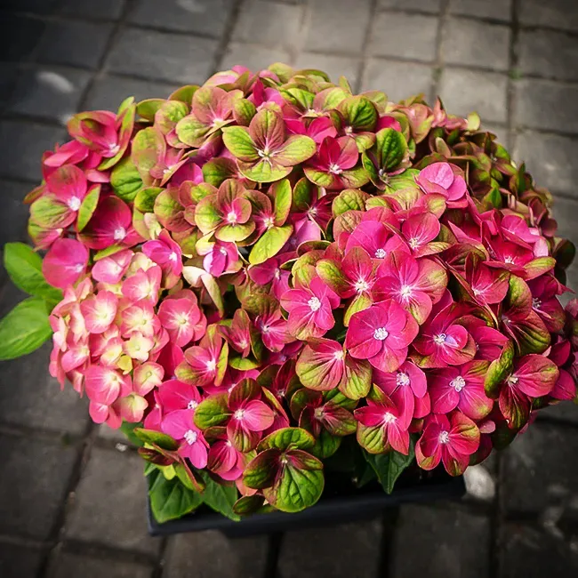 Image of Tilt-A-Swirl Hydrangea bush in full bloom