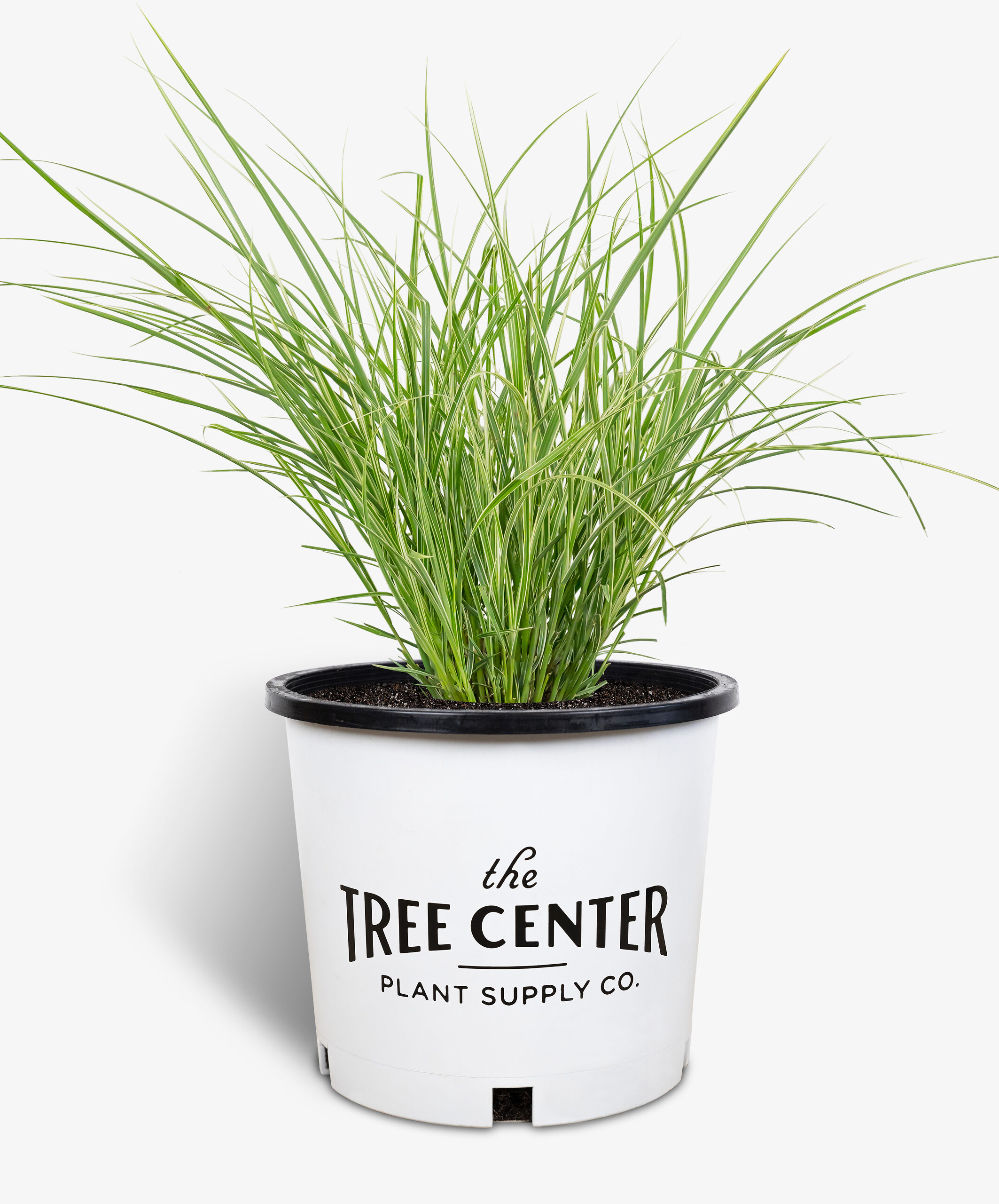 Variegated Japanese Silver Grass For Sale Online The Tree Center