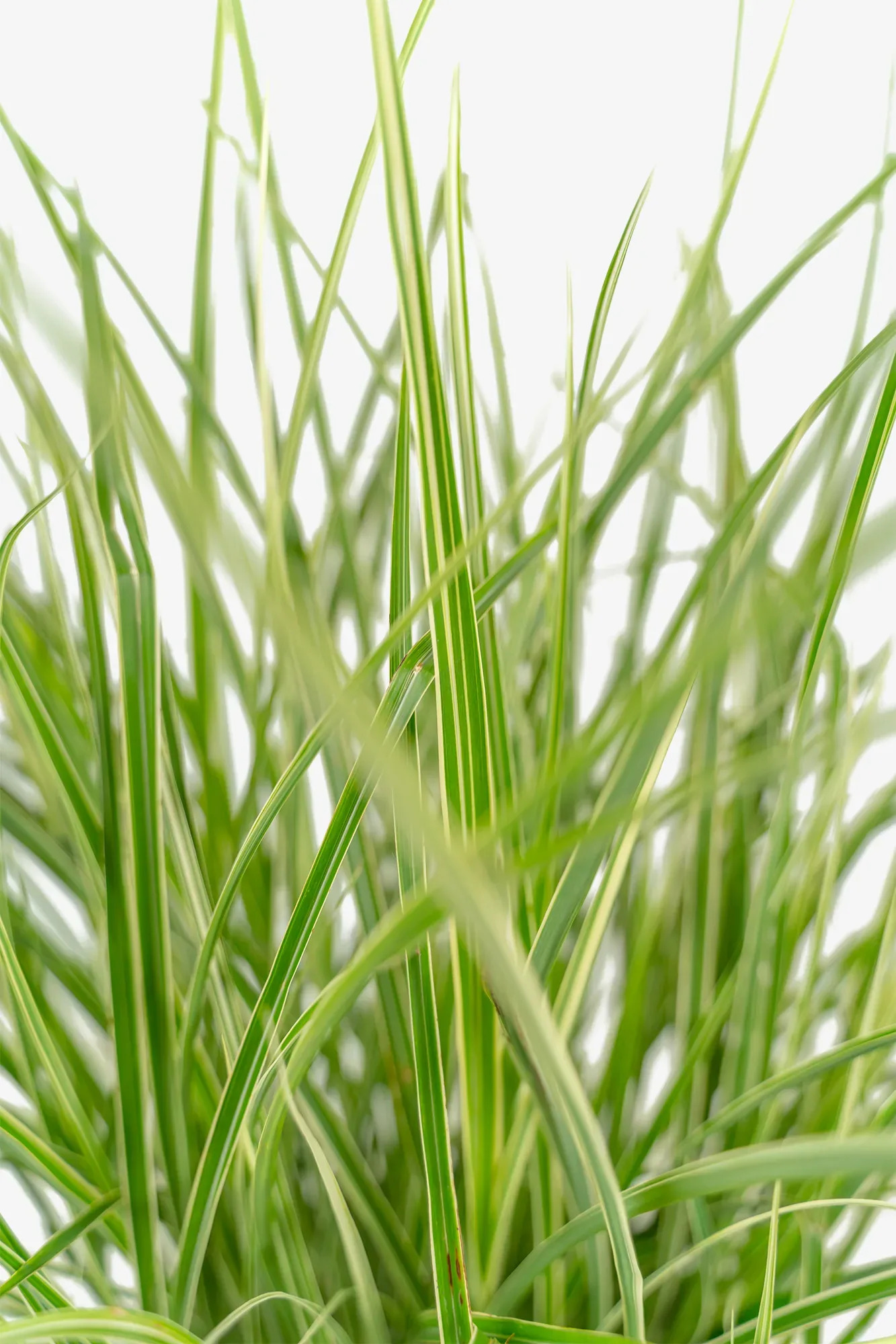 Variegated Japanese Silver Grass For Sale Online | The Tree Center