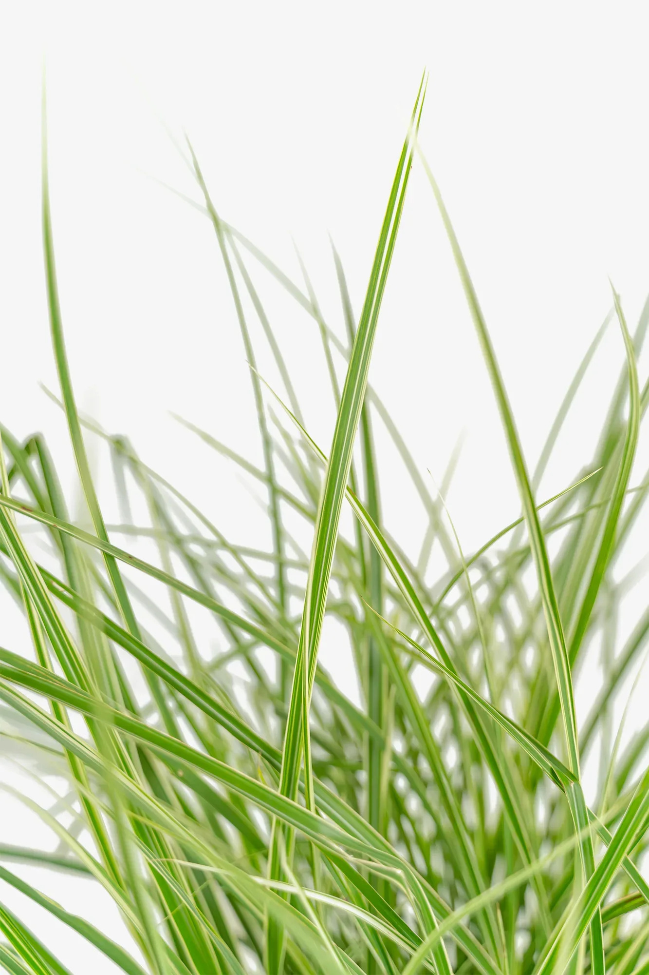 Variegated Japanese Silver Grass For Sale Online | The Tree Center