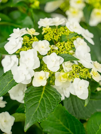 Wedding Gown Hydrangea